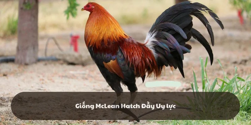 Dòng kê chiến McLean Hatch đẳng cấp