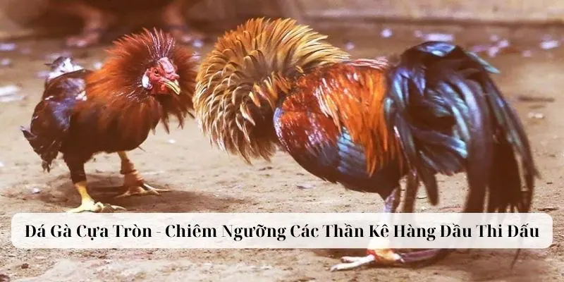 Sơ lược về hình thức đá gà cựa tròn Alo789