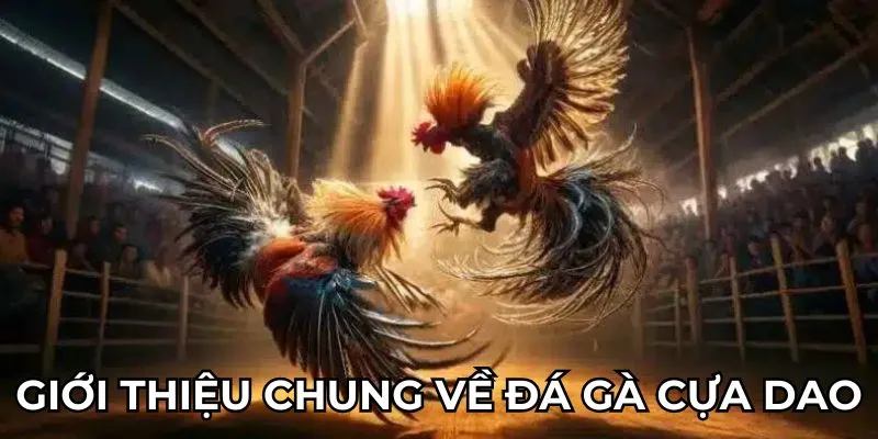 Giới thiệu chung về đá gà cựa dao