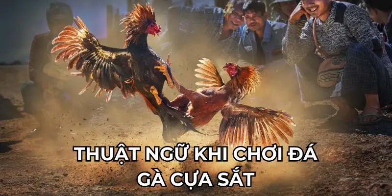 Thuật ngữ khi chơi đá gà cựa sắt